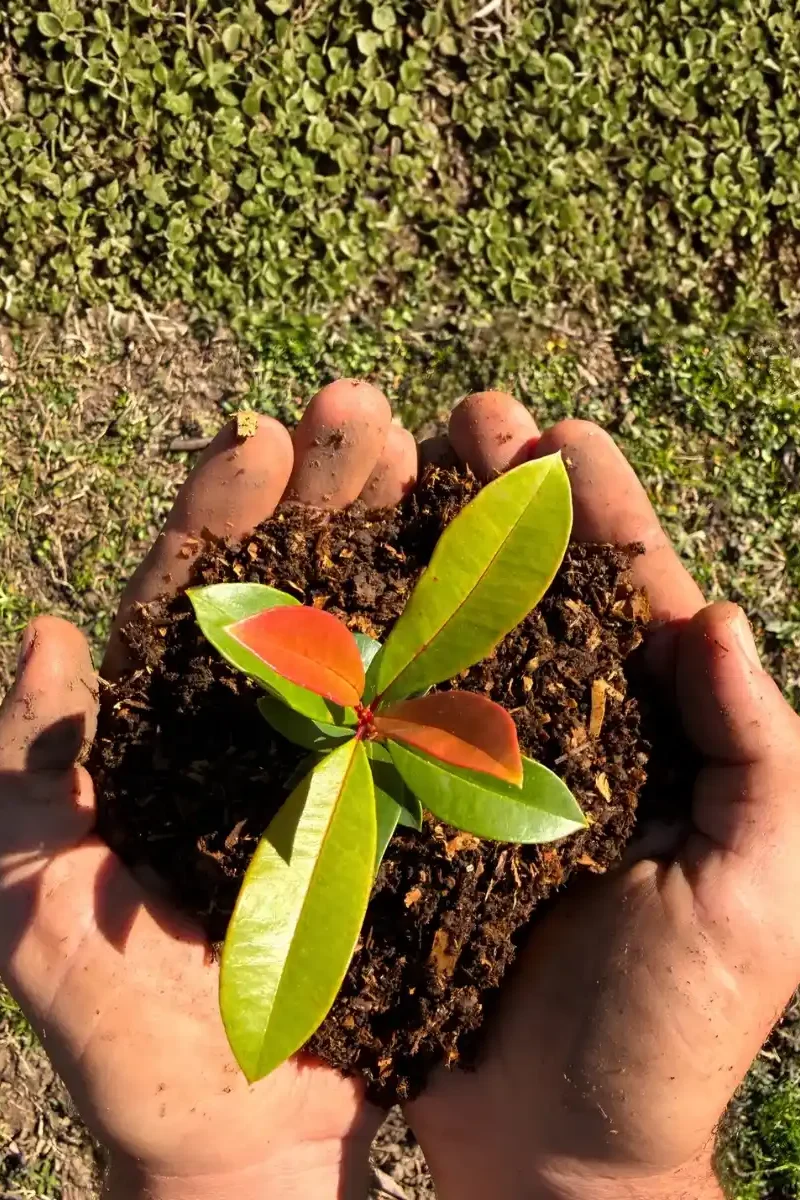 Manos sosteniendo tierra fértil y un plantín, representando el cuidado integral en la ejecución de espacios verdes.