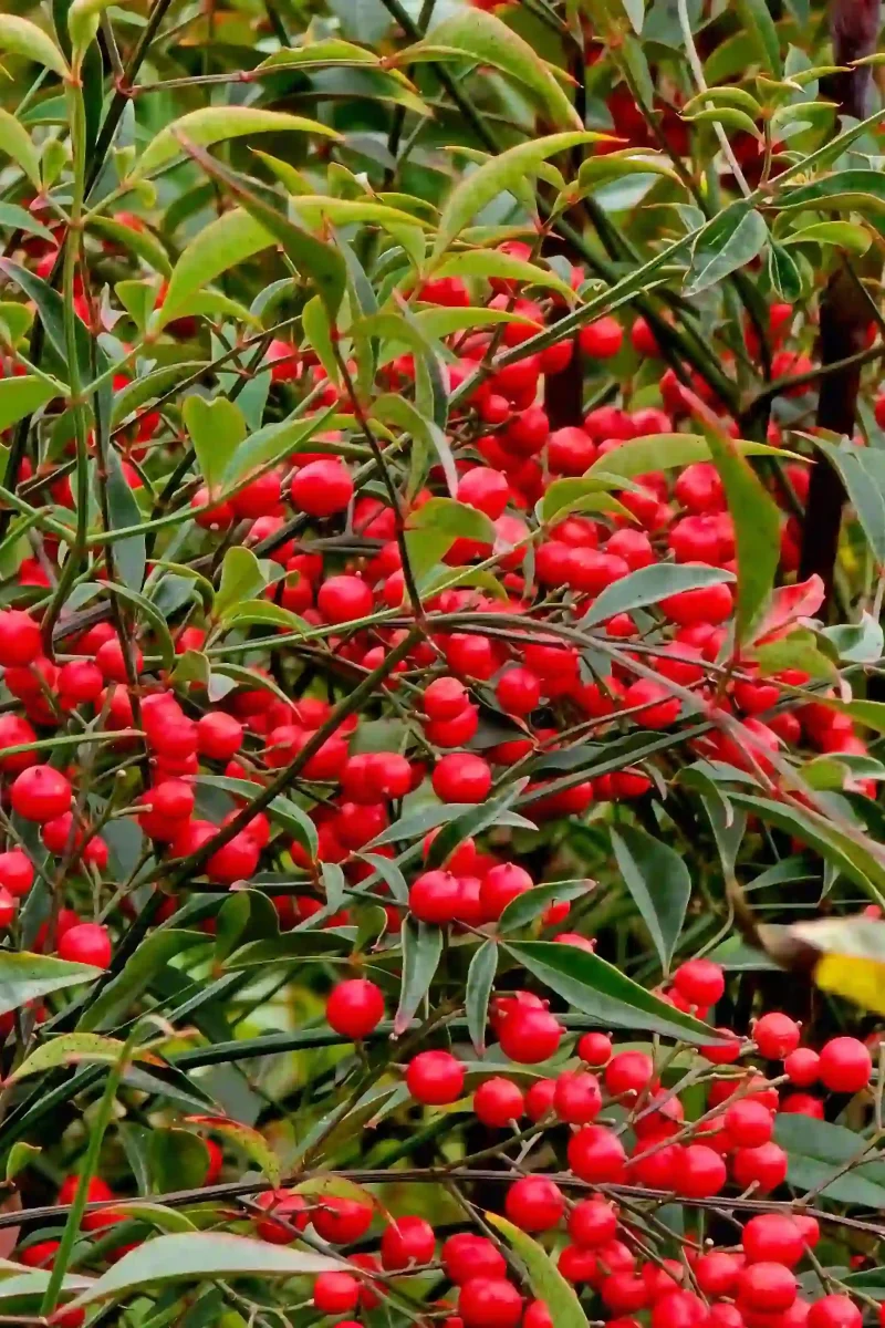 ariedades botánicas con frutos decorativos integradas en la ambientación estética de espacios verdes.