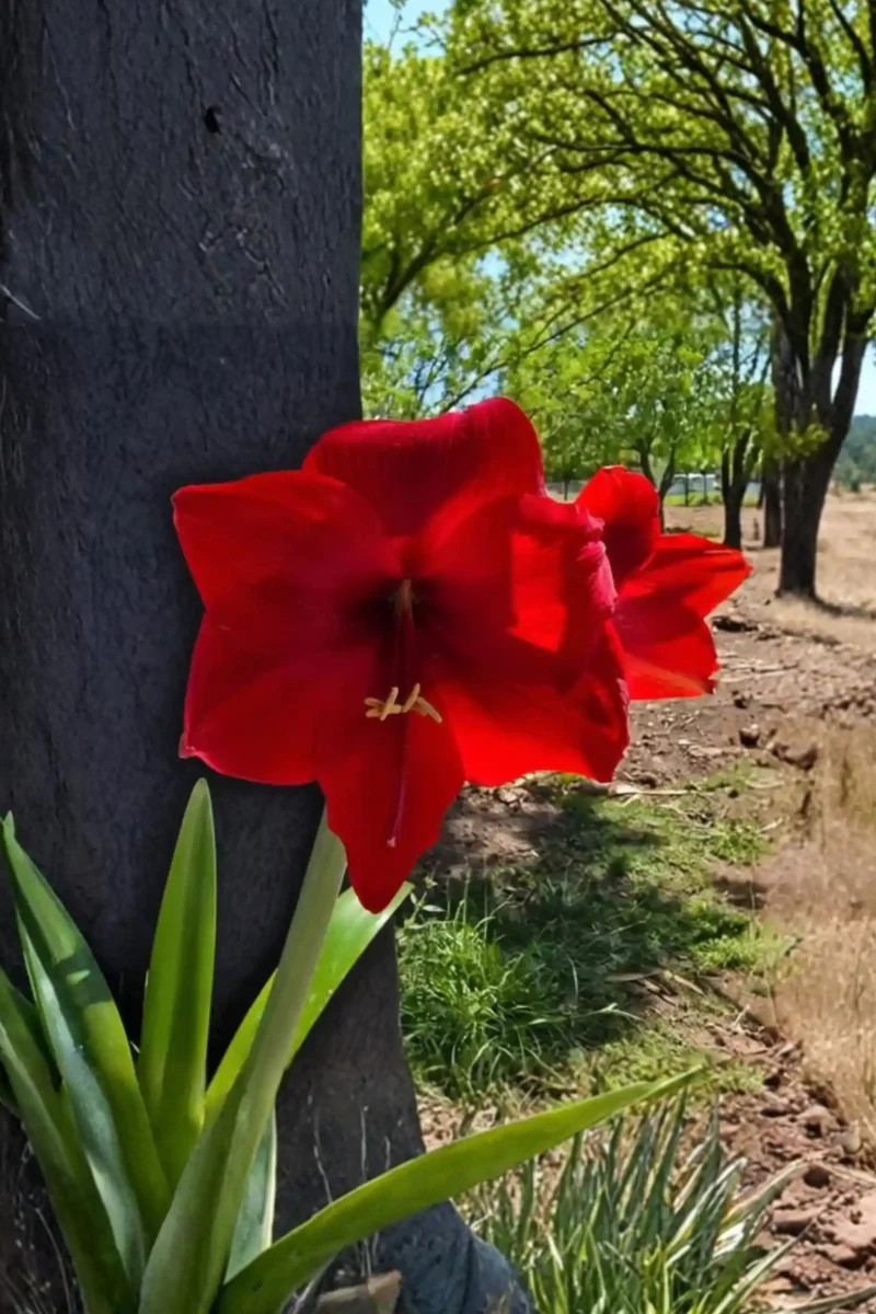 Diseño de Jardines con Flores