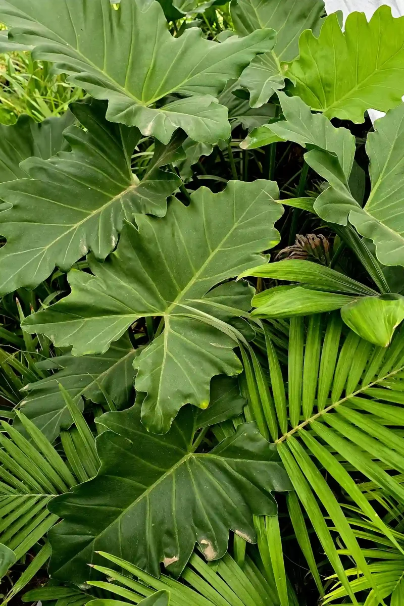 Combinación de texturas de follaje tropical en proyectos de paisajismo y diseño de jardines.