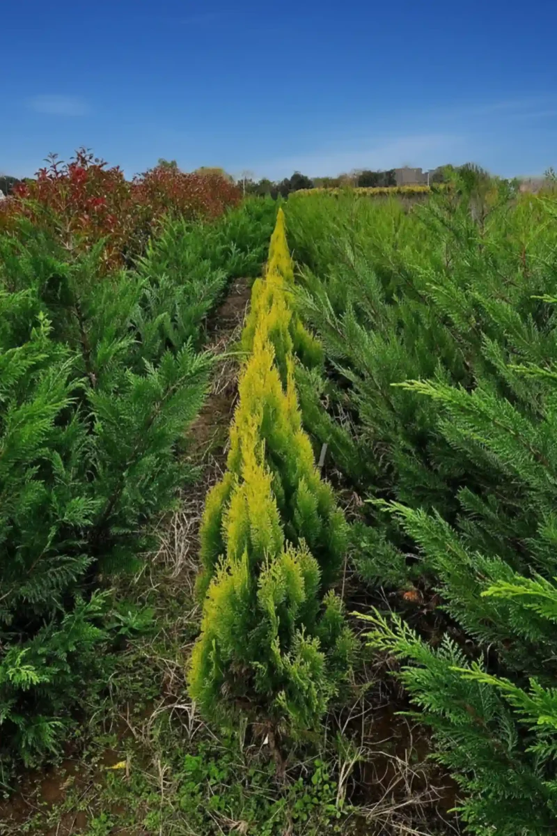 Producción propia de variedades de coníferas y cercos vivos para cerramientos perimetrales de alta calidad.
